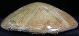 Large Polished Fossil Sand Dollar - Jurassic #27342-1